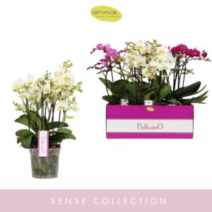 Phalaenopsis Multiflora Bellissimo mix
(3 Plants/Order)(15cmP 50cmH)