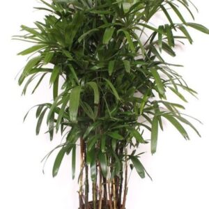 Rhapis excelsa
(1 Plants/Order)(34cmP 190cmH)