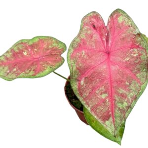 other plants Caladium Sexy Pink
(14 Plants/Order)(8cmP 15cmH)
