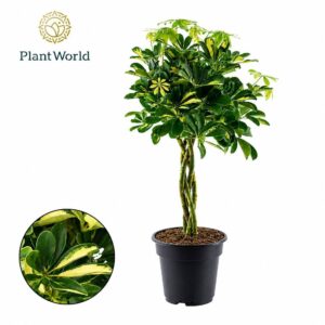 Schefflera Gold Capella gevlochten stam
(3 Plants/Order)(21cmP 70cmH)