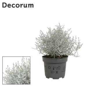 Calocephalus browni Leucophyta
(12 Plants/Order)(10.5cmP 25cmH)
