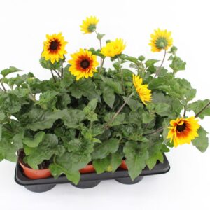 Helianthus annuus Sunbelievable Bro
(6 Plants/Order)(15cmP 55cmH)