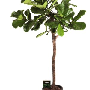 Ficus lyrata Ficus Lyrata op stam
(1 Plants/Order)(45cmP 250cmH)