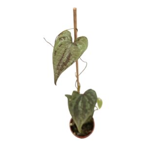 Dioscorea elephantip Discolor
(5 Plants/Order)(7cmP 15cmH)