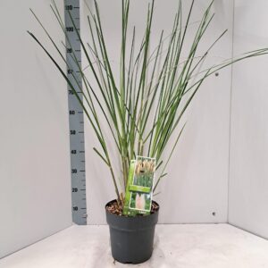 Cortaderia selloana Evita'
(1 Plants/Order)(23cmP 100cmH)