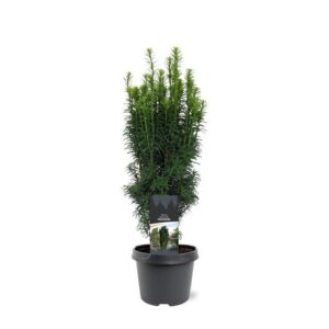 Taxus baccata Fastigiata
(1 Plants/Order)(19cmP 45cmH)