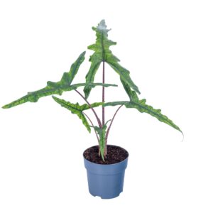 Alocasia Alocasia Sabrina Narrow 17cm
(6 Plants/Order)(17cmP 70cmH)