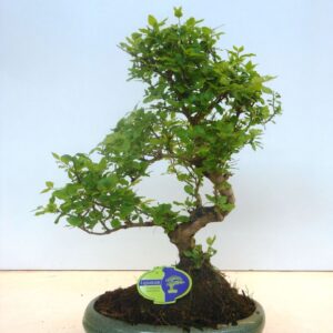 Bonsai Ligustrum sinense sinensis, 29cm., shape, with drip tray
(2 Plants/Order)(29cmP 45cmH)