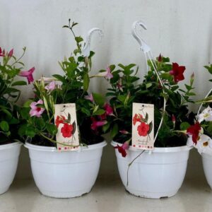 Mandevilla Sundaville p27HW Man.Sundaville mix hangpot white
(1 Plants/Order)(27cmP 25cmH)