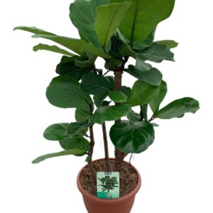 Ficus lyrata
(1 Plants/Order)(26cmP 100cmH)