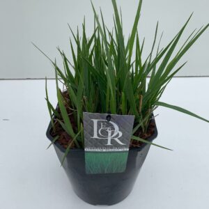 Panicum virgatum Prairy Sky'
(1 Plants/Order)(23cmP 70cmH)
