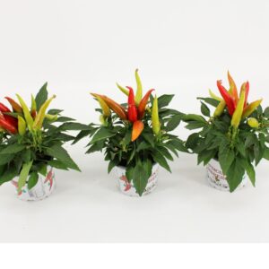 Capsicum Joker Sombrero Groen/Rood
(12 Plants/Order)(10.5cmP 25cmH)