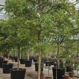other plants Bucida buceras
(1 Plants/Order)(96cmP 500cmH)