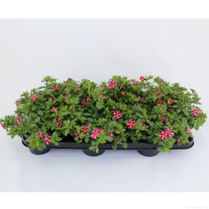 Calibrachoa Minifamous Rave Pink Calibrachoa Rave Pink
(12 Plants/Order)(10.5cmP 20cmH)