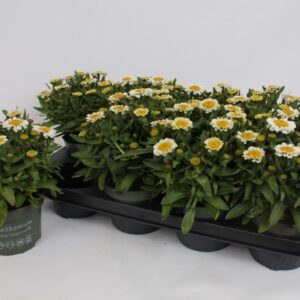 Leucanthemum Sweet Sweet Daisy Leucanthemum
(8 Plants/Order)(13cmP 25cmH)