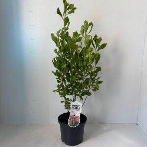 Clethra alnifolia Ruby Spice'
(1 Plants/Order)(19cmP 60cmH)