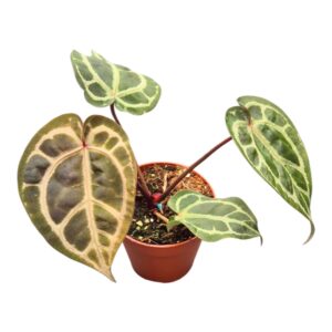 Anthurium Leaf DocBlock Crystal Red® '12' X Black Widow® '13'
(1 Plants/Order)(9cmP 25cmH)
