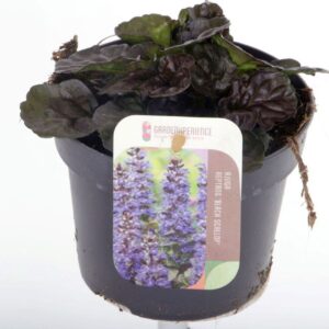 Ajuga reptans Black Scallop
(8 Plants/Order)(13cmP 15cmH)