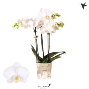 Phalaenopsis Multifl. typ Floriclon Alaska 3 spike
(12 Plants/Order)(9cmP 40cmH)