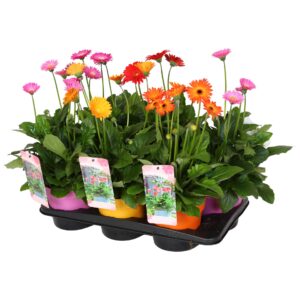 Gerbera Garvinea mixed 4+bloemen, containerpot
(6 Plants/Order)(17cmP 45cmH)