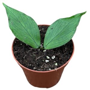 Hoya Polyneura
(14 Plants/Order)(8cmP 10cmH)