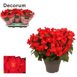 Begonia Belove Red
(3 Plants/Order)(19cmP 35cmH)