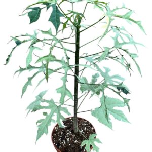 other plants Cnidoscolus Aconitifolius Variegata
(6 Plants/Order)(17cmP 60cmH)