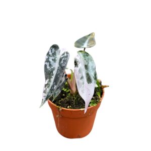 Alocasia Bambino Variegata
(2 Plants/Order)(7cmP 10cmH)