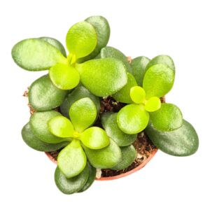 Crassula Minor Ovata
(10 Plants/Order)(7cmP 2cmH)