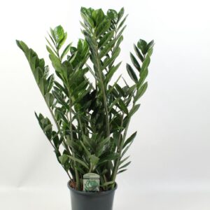 Zamioculcas zamiifolia Lucky Classic 8+ Feathers
(1 Plants/Order)(21cmP 80cmH)