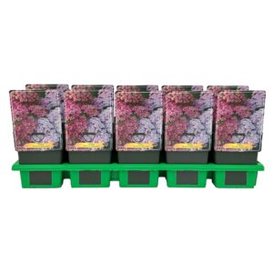 Achillea Rainbow Ending Blue' P11
(10 Plants/Order)(11cmP 25cmH)