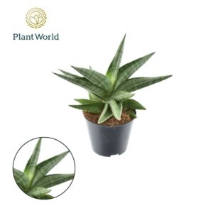 Sansevieria other Helios gedraaid P8,5
(12 Plants/Order)(8.5cmP 30cmH)