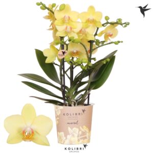 Phalaenopsis Multifl. typ Anthura A Mineral 3 spike
(12 Plants/Order)(9cmP 40cmH)