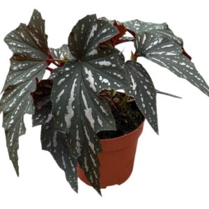 Begonia Aiai
(6 Plants/Order)(17cmP 40cmH)