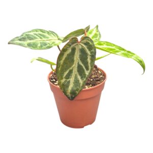 Anthurium Leaf Snow Queen Mutation
(2 Plants/Order)(12cmP 20cmH)
