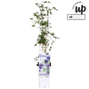 Clematis Kokonoe' P15
(10 Plants/Order)(15cmP 65cmH)
