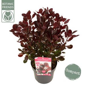 Cotinus coggygria Cotinus cog. 'Lilla' ®
(1 Plants/Order)(19cmP 50cmH)