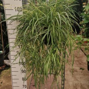 Chlorophytum Vittatum comosum hangplant
(2 Plants/Order)(25cmP 90cmH)
