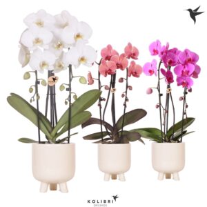 Phalaenopsis Elegant Cascade Niagara Fall mix 2 spike in Gummy Pot trave
(5 Plants/Order)(12cmP 50cmH)