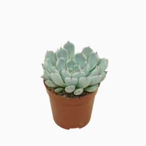 Echeveria cuspidata texensis 5,5 cm
(20 Plants/Order)(5.5cmP 8cmH)