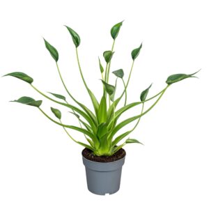Alocasia Alocasia Tiny Dancer 14cm
(8 Plants/Order)(14cmP 40cmH)