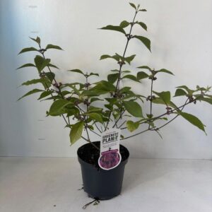 Callicarpa bodinieri Profusion
(1 Plants/Order)(19cmP 65cmH)
