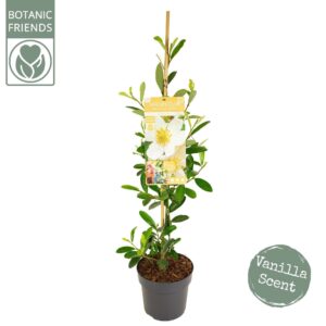 Magnolia Magnolia 'Vanilla Pearls' ® Piramide
(1 Plants/Order)(19cmP 100cmH)