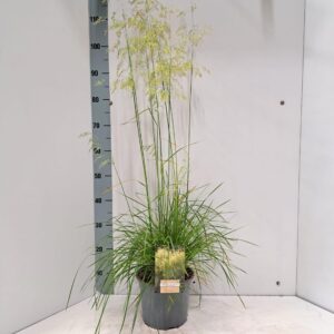 Deschampsia cespitosa Goldschleier
(1 Plants/Order)(21cmP 120cmH)