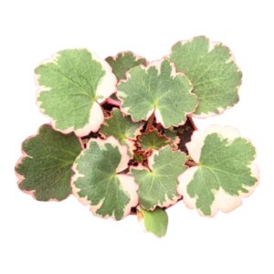 Saxifraga Stolonifera Tricolor
(5 Plants/Order)(7cmP 2cmH)
