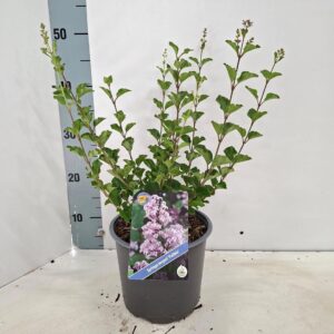 Syringa meyeri Palibin
(1 Plants/Order)(19cmP 40cmH)