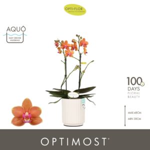 Phalaenopsis Multifl. typ 'Paprika' Optimost pepper 2 spike in Molise White Aquo
(6 Plants/Order)(12cmP 45cmH)