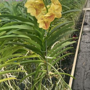 Vanda Vanda Yellow Hennah Large
(2 Plants/Order)(15cmP 60cmH)