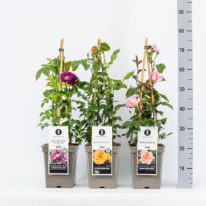 Rosa pink Classics klimroos (K) mix, C5, 4 stok 90 cm
(1 Plants/Order)(23cmP 40cmH)
