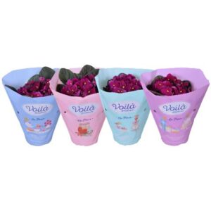 Saintpaulia red voila ''la Fleur''x8
(8 Plants/Order)(12cmP 20cmH)